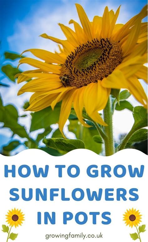 How to Use Tall Sunflowers to Create a Fairy-Tale Garden